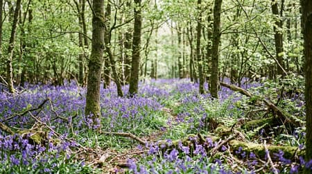 April Visitor & Travel Guide to Deal