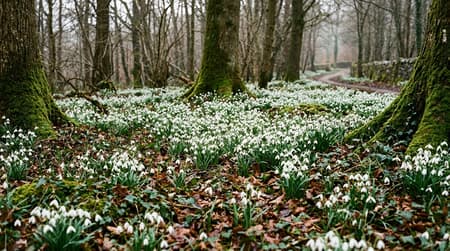 February Visitor & Travel Guide to Hatfield Peverel