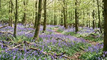 April Visitor & Travel Guide to Rayleigh