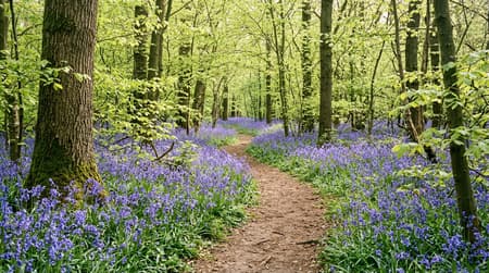 Swathes of vibrant bluebells carpeting the ancient woodland floor at Blake's Wood in Danbury, Essex.