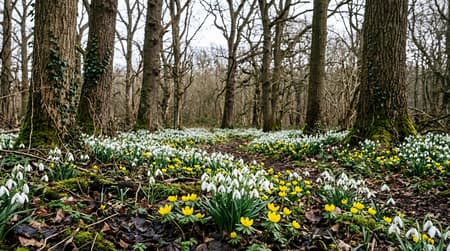 Dense carpet of naturalised white snowdrops flowering across woodland at Marks Hall Estate near Coggeshall, Essex.