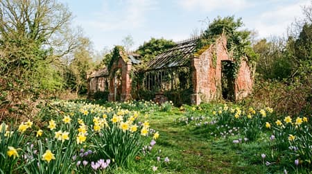 Golden spring daffodils blooming among the mossy brick ruins of Warley Place Nature Reserve in Brentwood, Essex.