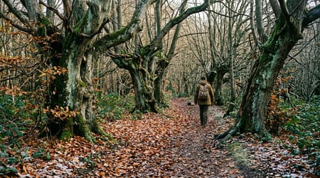 Gnarled ancient hornbeam trees surrounded by fallen russet leaves on an autumn trail in Epping Forest, Essex.