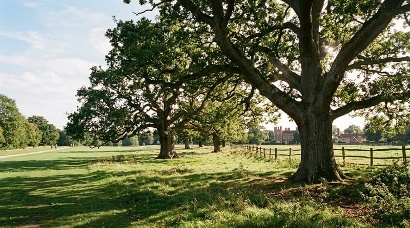 July Visitor & Travel Guide to Hatfield Peverel