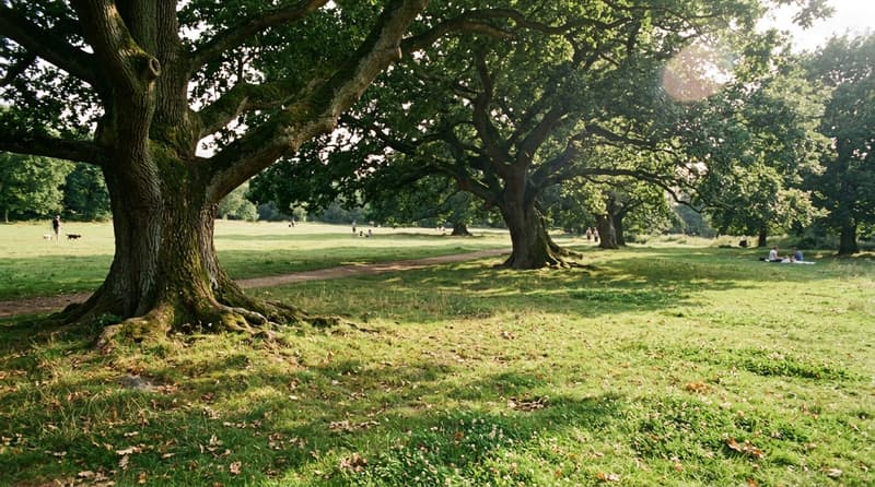 July Visitor & Travel Guide to Loughton