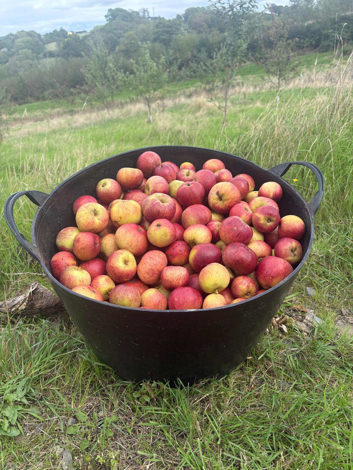 Autumn Harvest Season at Brecon Oak