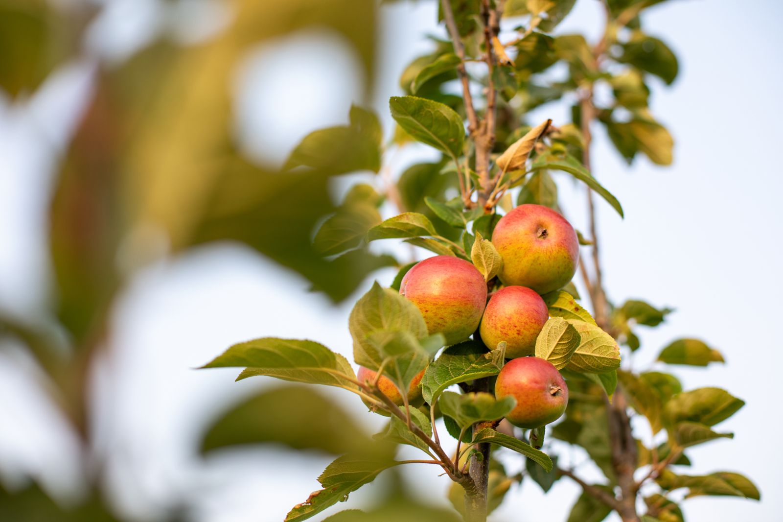 Summer Orchard Harvest and Meadow Blooms at Brecon Oak